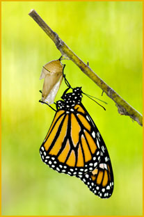 Butterfly image